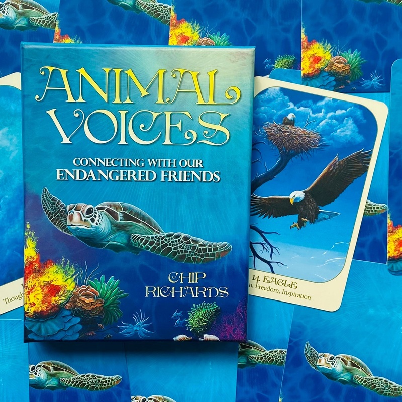 Animal Voices Oracle Cards Blue Angel